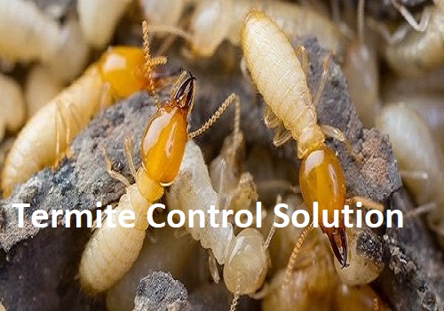 Termites control solution